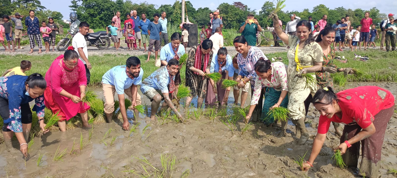 महानगरद्वारा धान रोपाइँ आयोजना