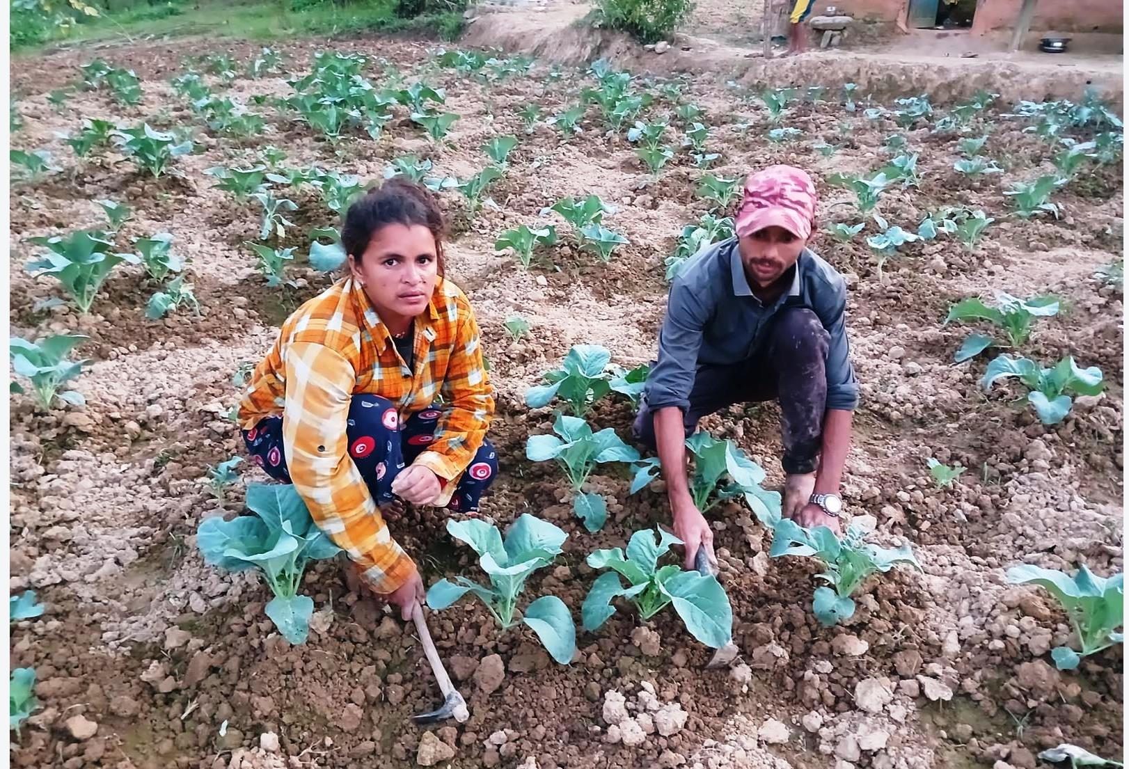 दुई दशक विदेश बसेर फर्किएपछि गाउँमा व्यवसायिक खेती