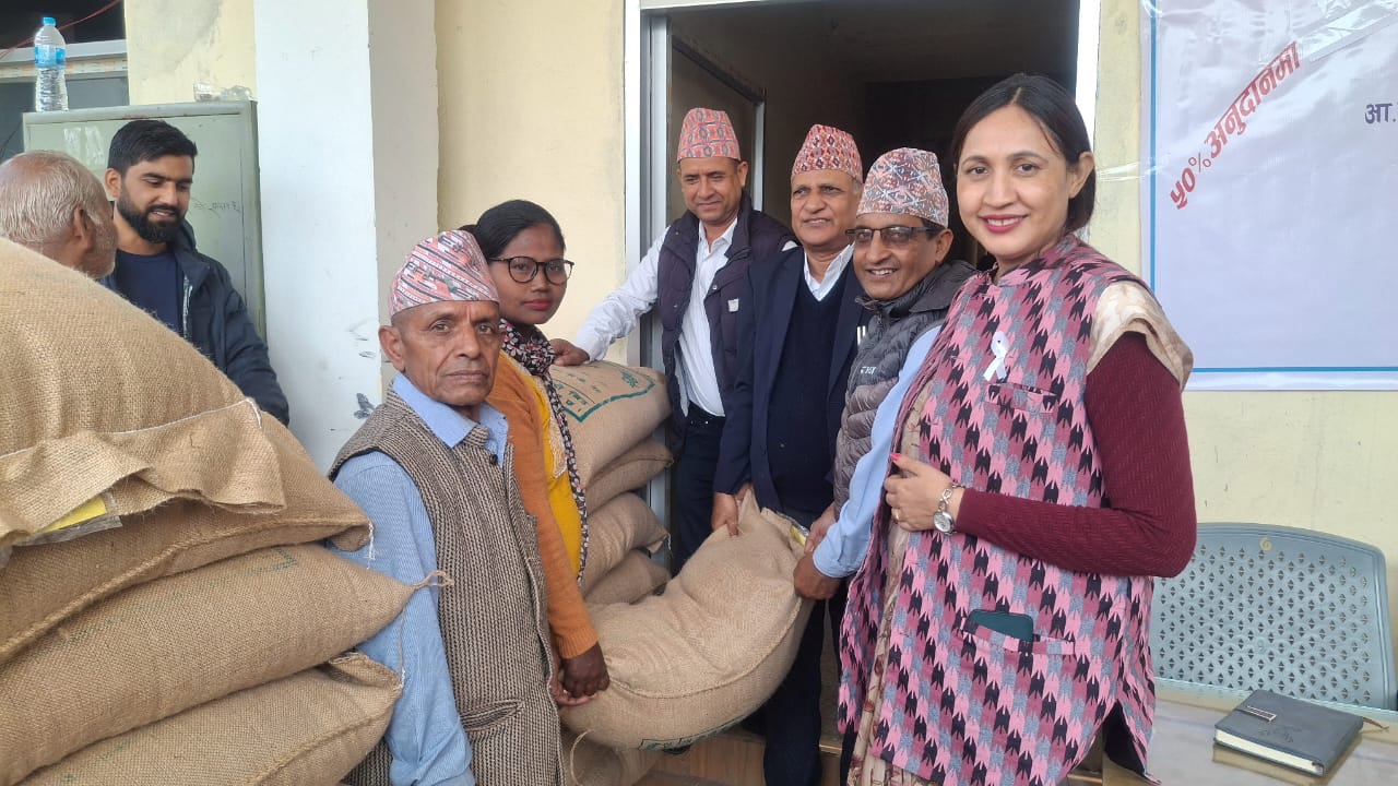 महानगरद्वारा ५० प्रतिशत अनुदानमा गहुँको बिउ वितरण